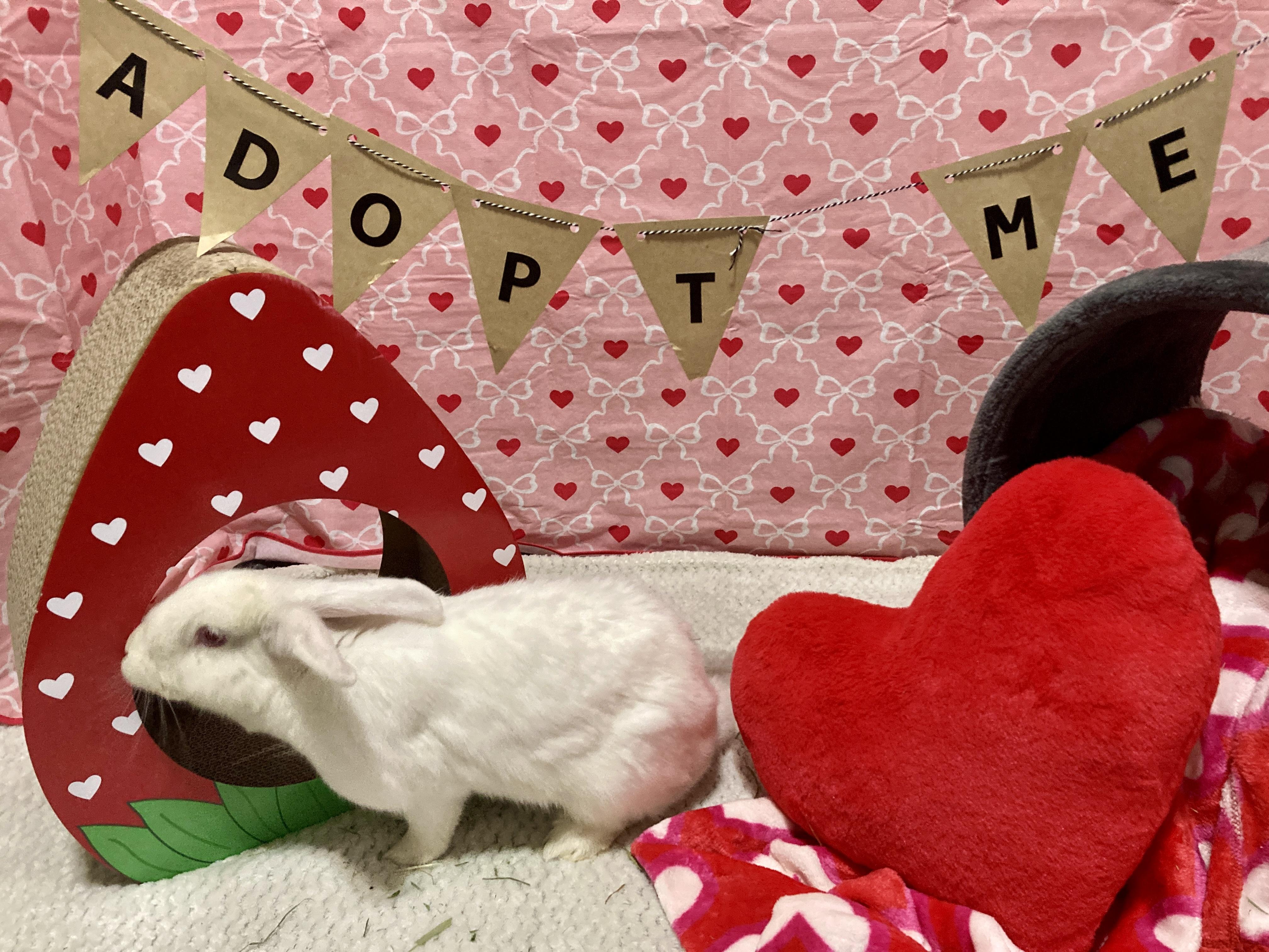 Enlarge Eloise, an adopted New Zealand in Little Rock, AR image 4/6