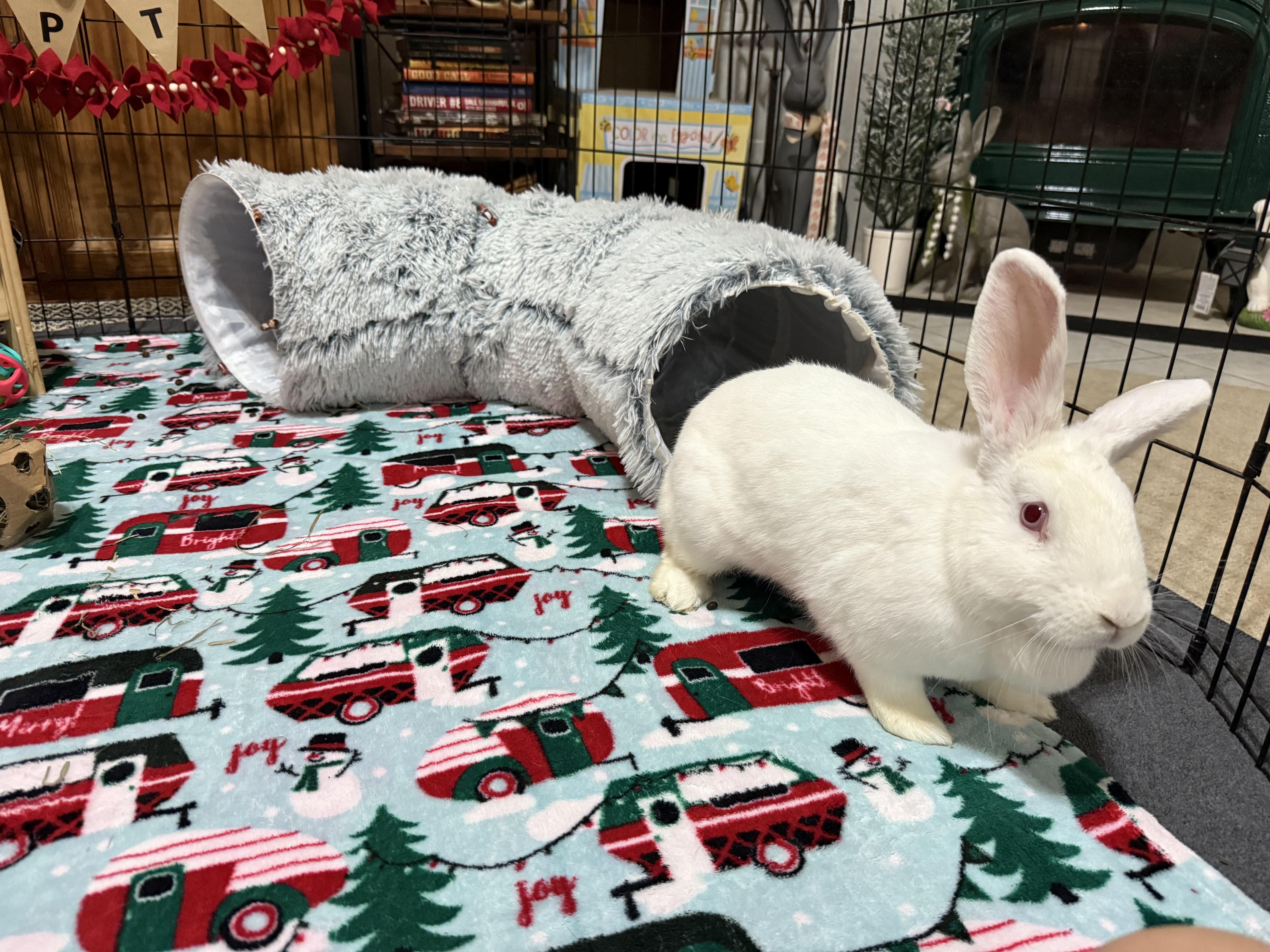 Enlarge Eloise, a ADOPTABLE New Zealand in Little Rock, AR image 1/8