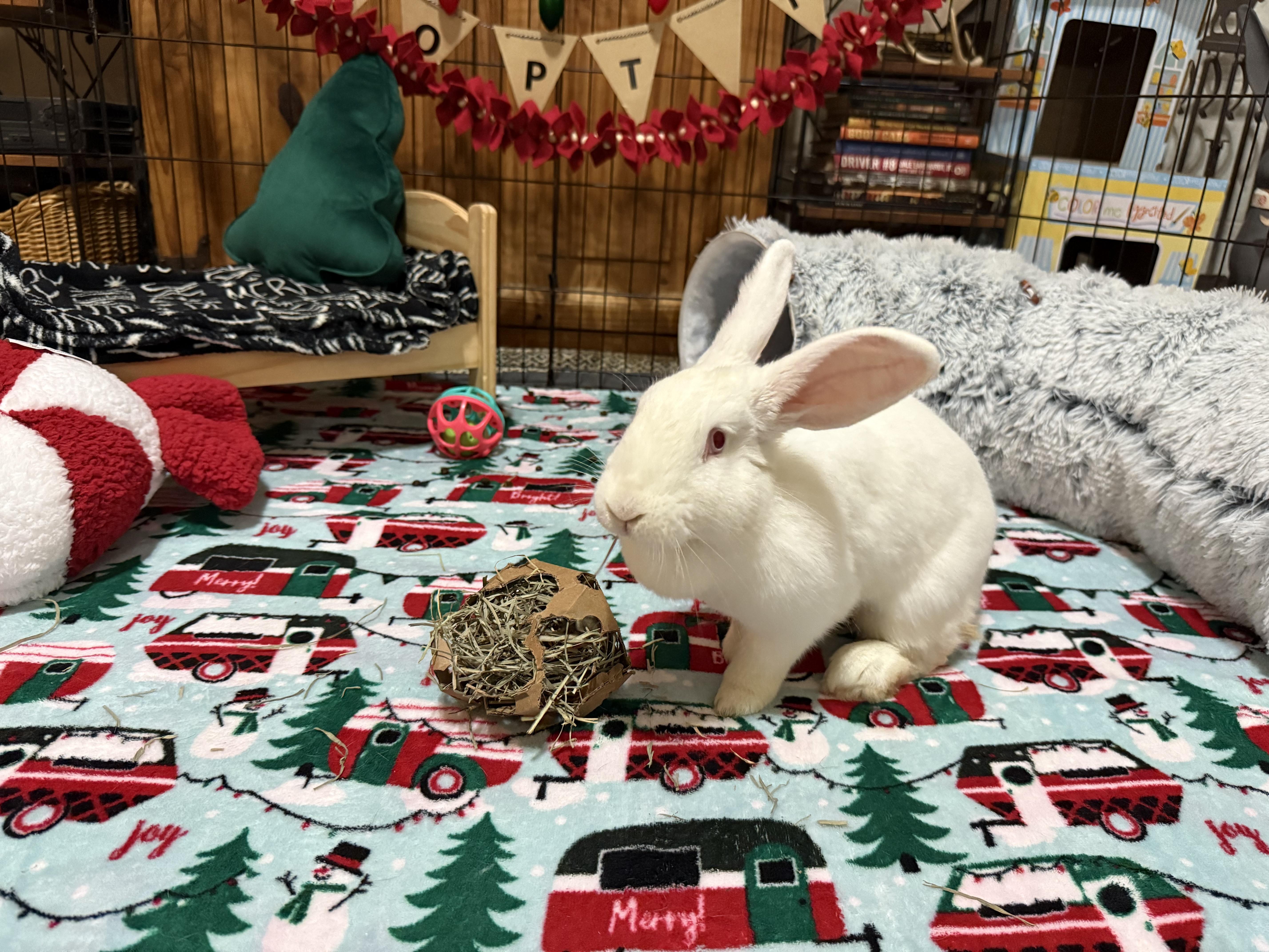 Enlarge Eloise, a ADOPTABLE New Zealand in Little Rock, AR image 5/8