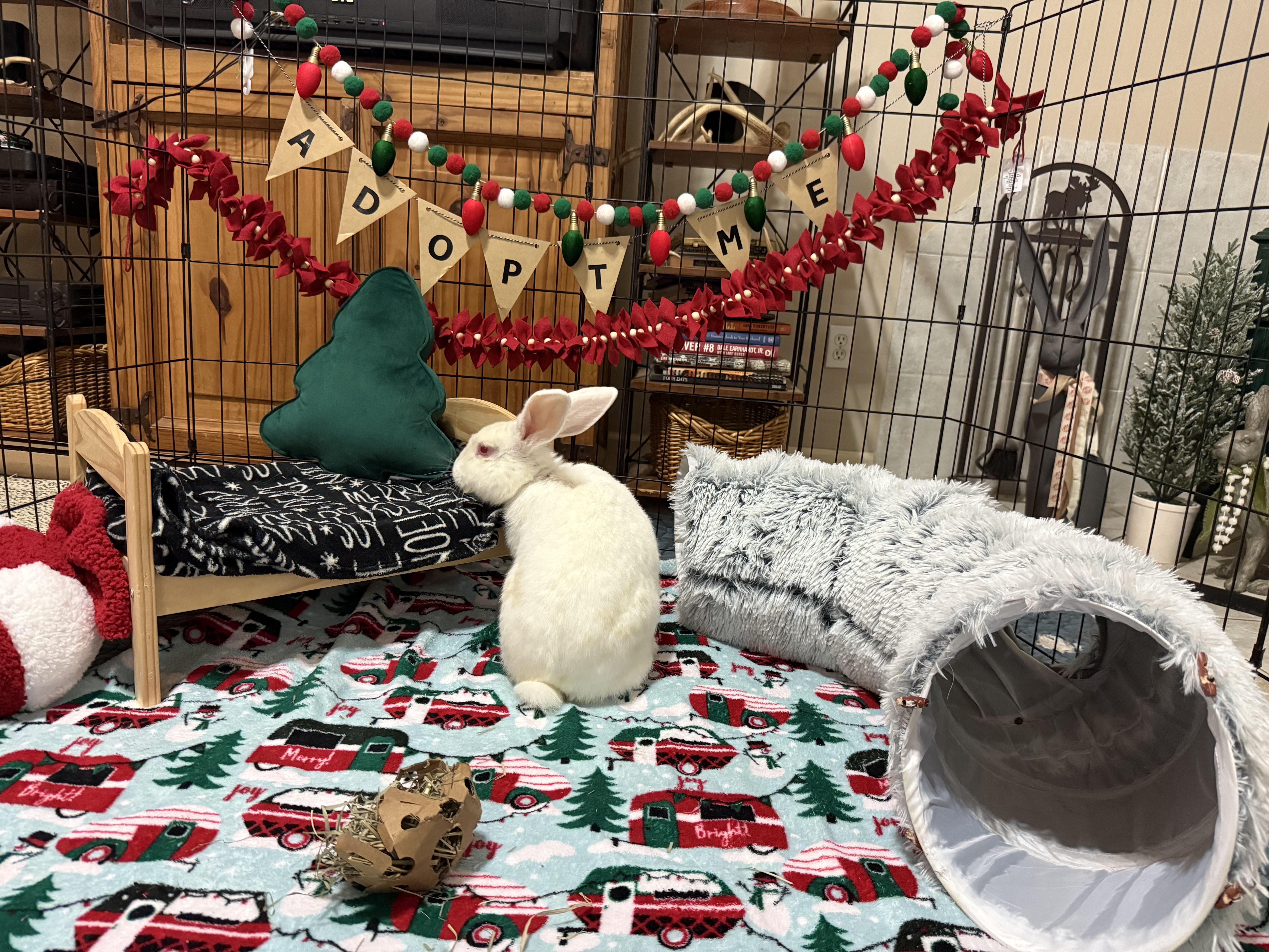 Enlarge Eloise, a ADOPTABLE New Zealand in Little Rock, AR image 6/8