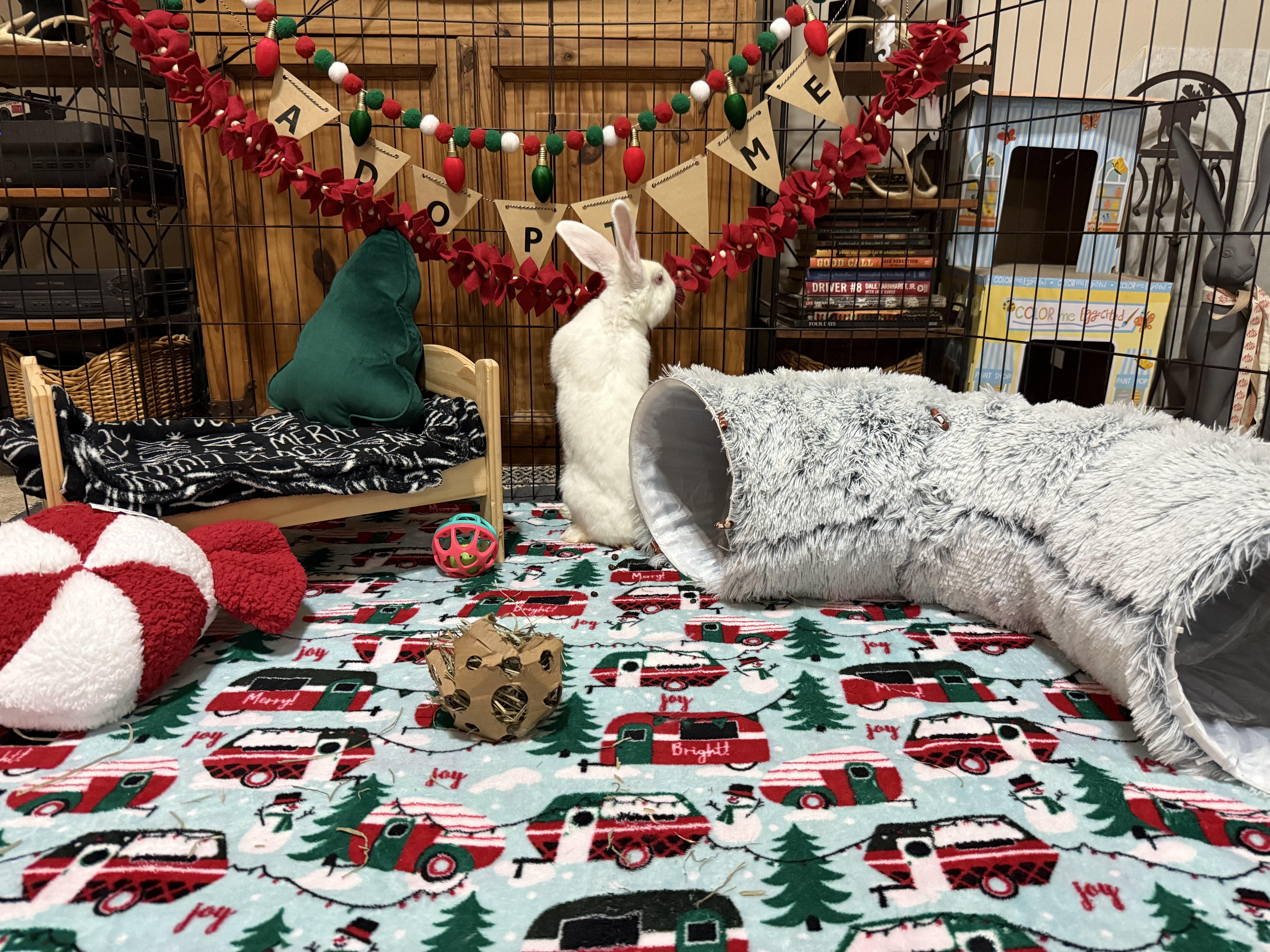 Enlarge Eloise, a ADOPTABLE New Zealand in Little Rock, AR image 7/8