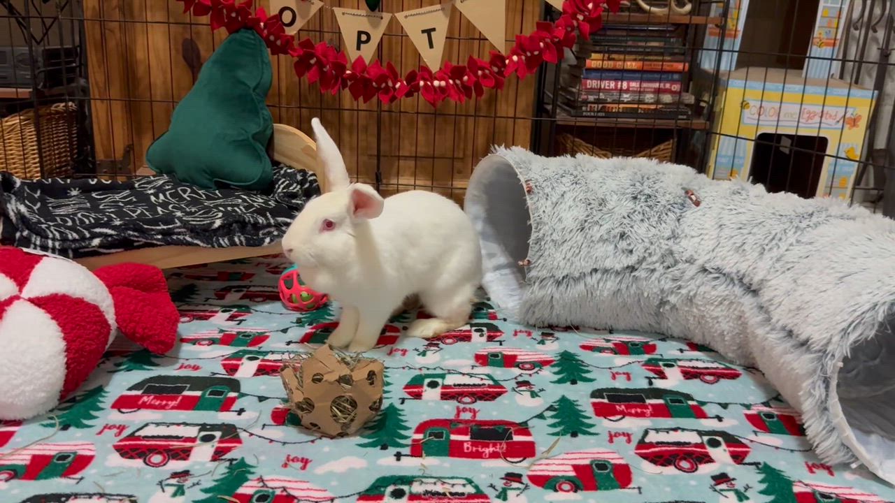 Enlarge Eloise, a ADOPTABLE New Zealand in Little Rock, AR video 2/8