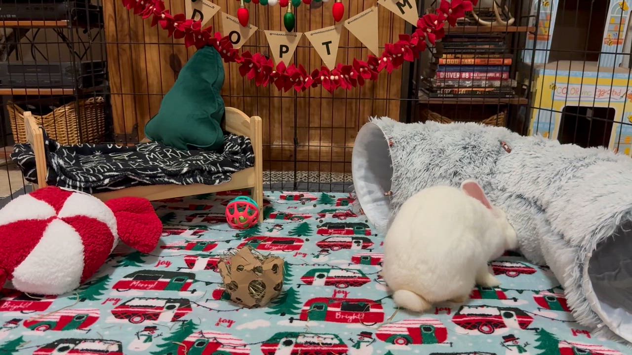 Enlarge Eloise, a ADOPTABLE New Zealand in Little Rock, AR video 3/8