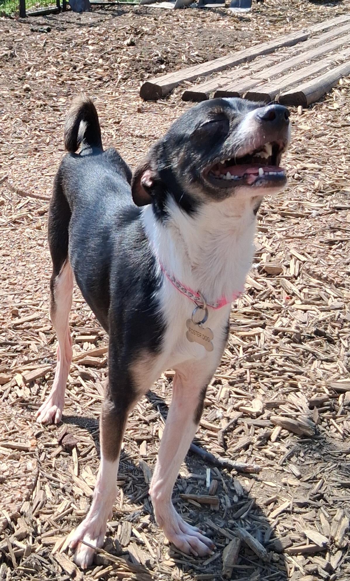 Enlarge Chico, an adopted mixed breed in Elmhurst, IL image 4/5