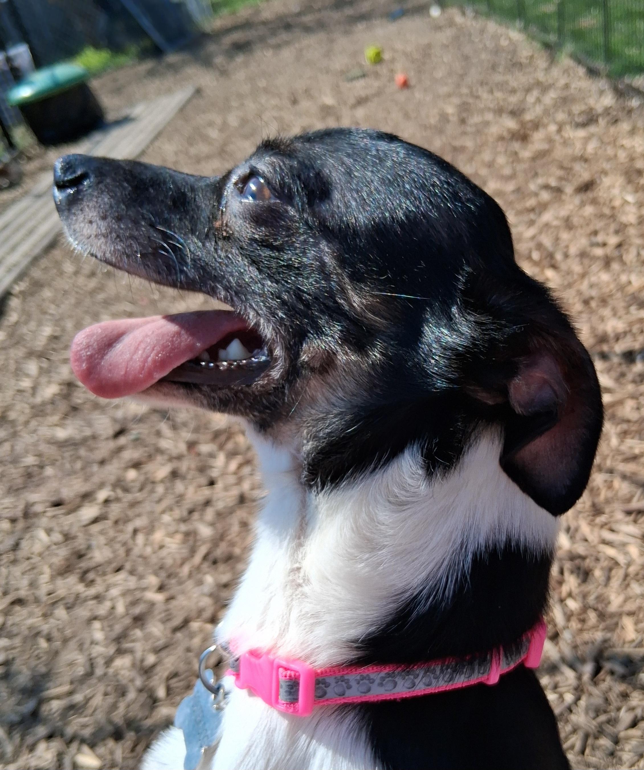 Enlarge Chico, an adopted mixed breed in Elmhurst, IL image 5/5