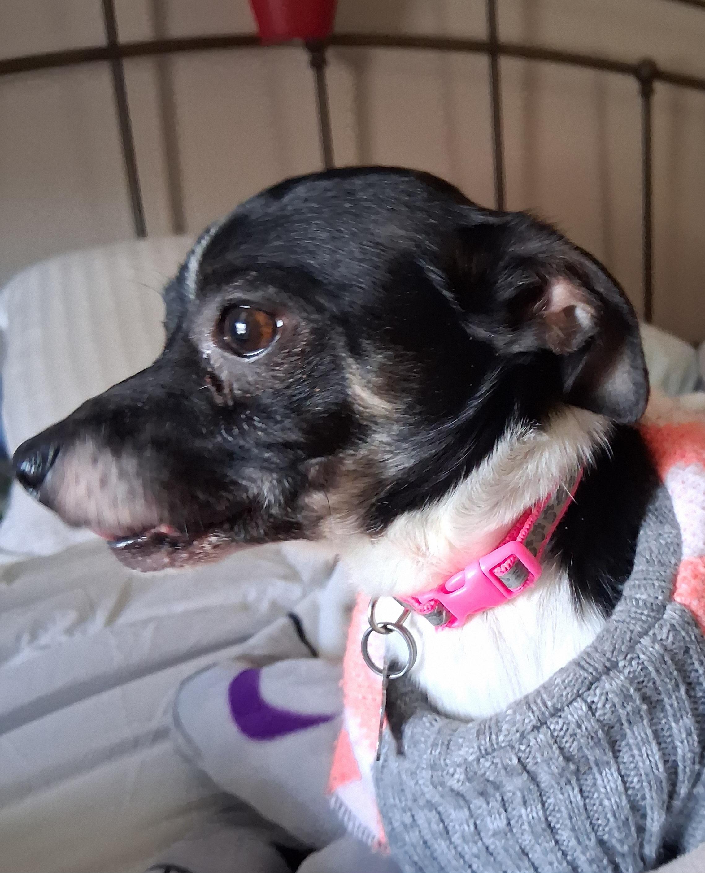 Chico, adopted, Adult Male Chihuahua.
