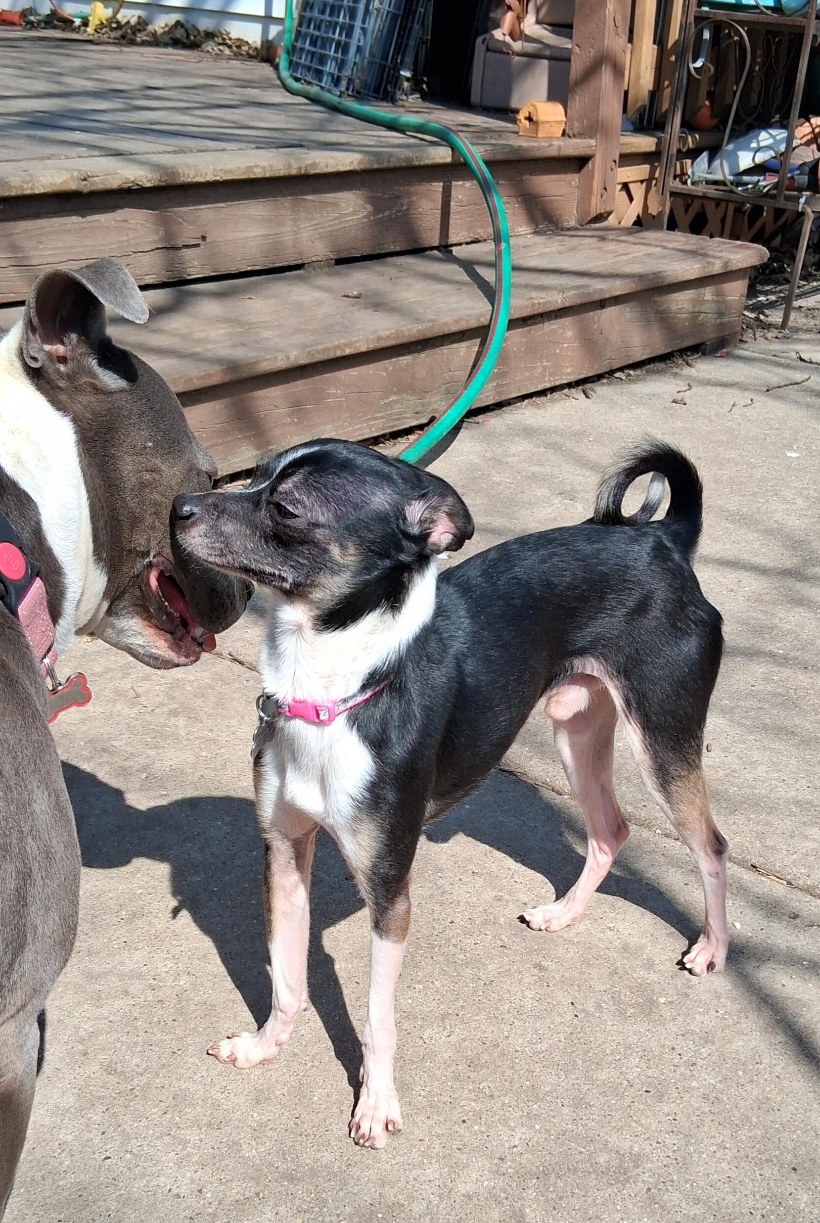 Enlarge Chico, an adopted mixed breed in Elmhurst, IL image 3/5