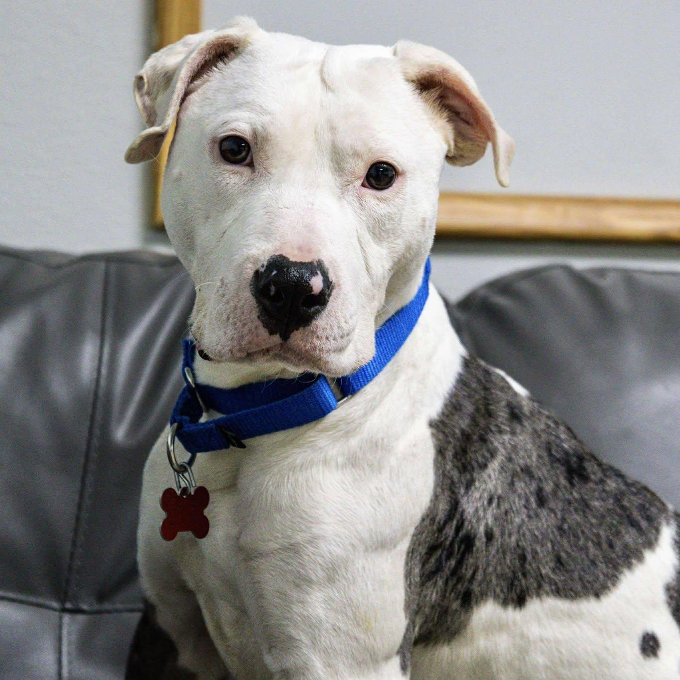 Gizmo, ADOPTABLE, Adult Male Pit Bull Terrier.