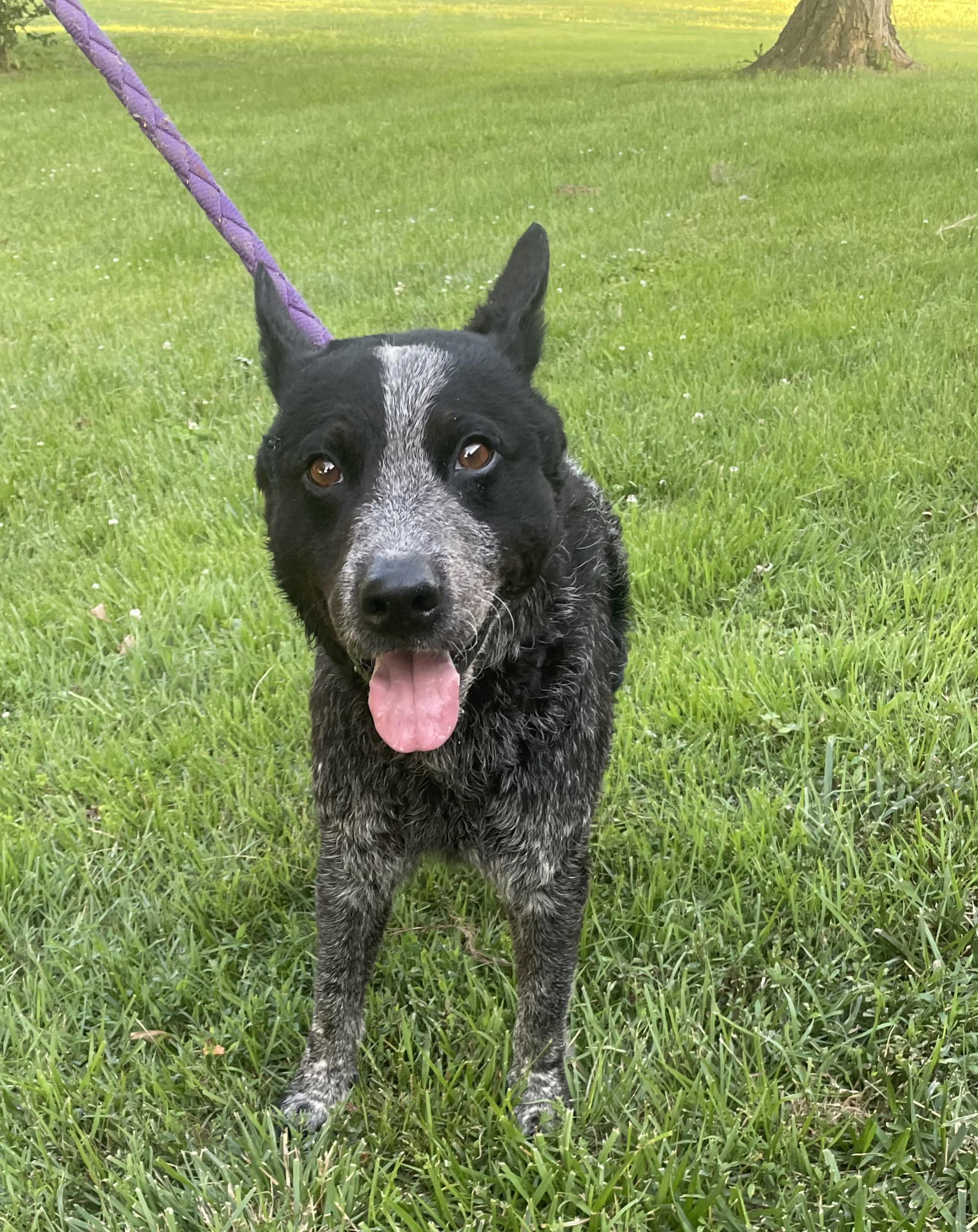 Enlarge Maverick, a Adopted Australian Cattle Dog / Blue Heeler in Winchester, IL image 1/4