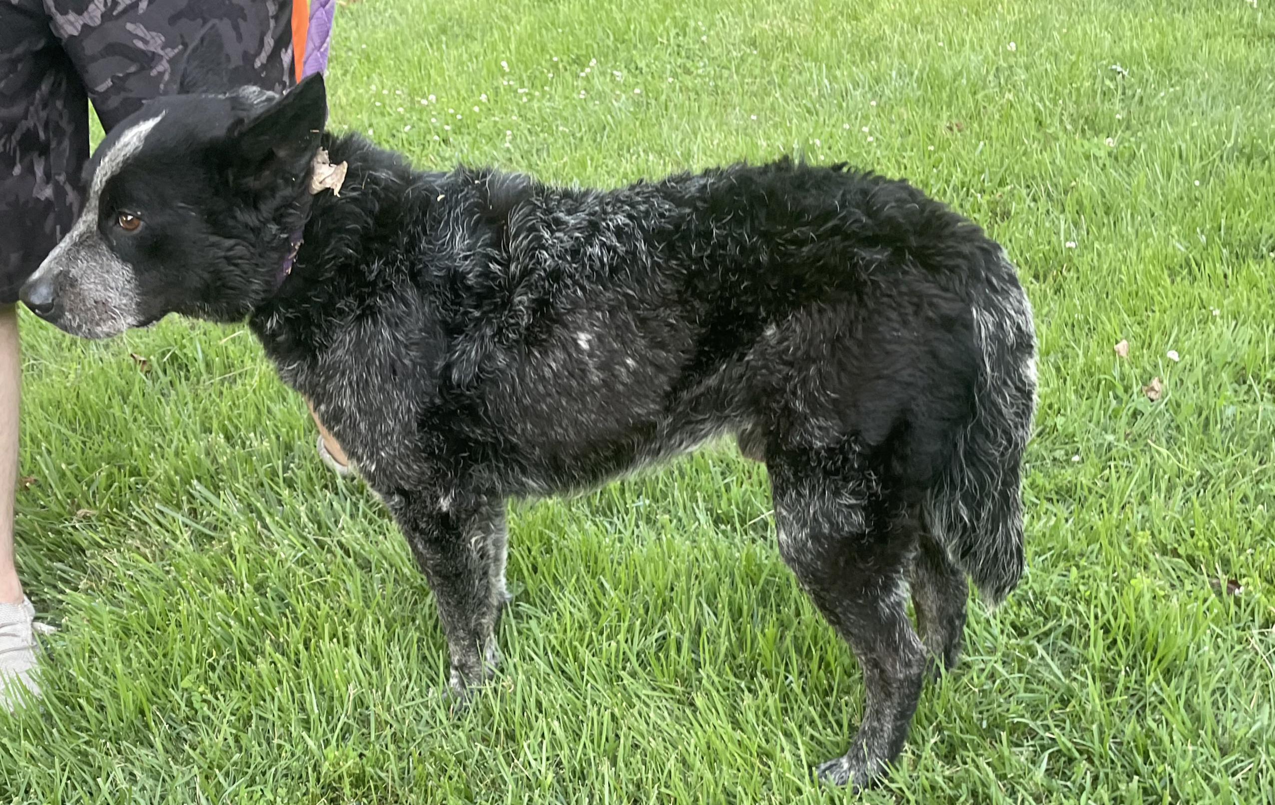 Enlarge Maverick, a Adopted Australian Cattle Dog / Blue Heeler in Winchester, IL image 2/4