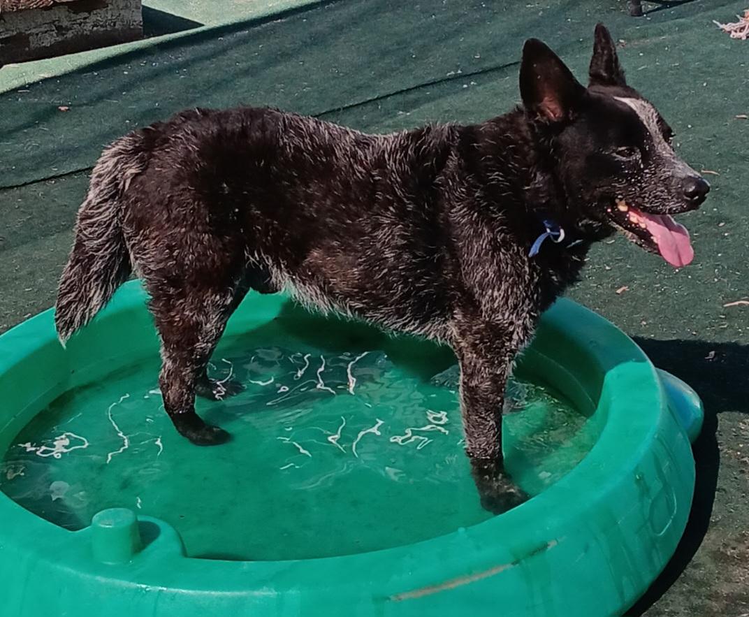 Enlarge Maverick, a Adopted Australian Cattle Dog / Blue Heeler in Winchester, IL image 3/4