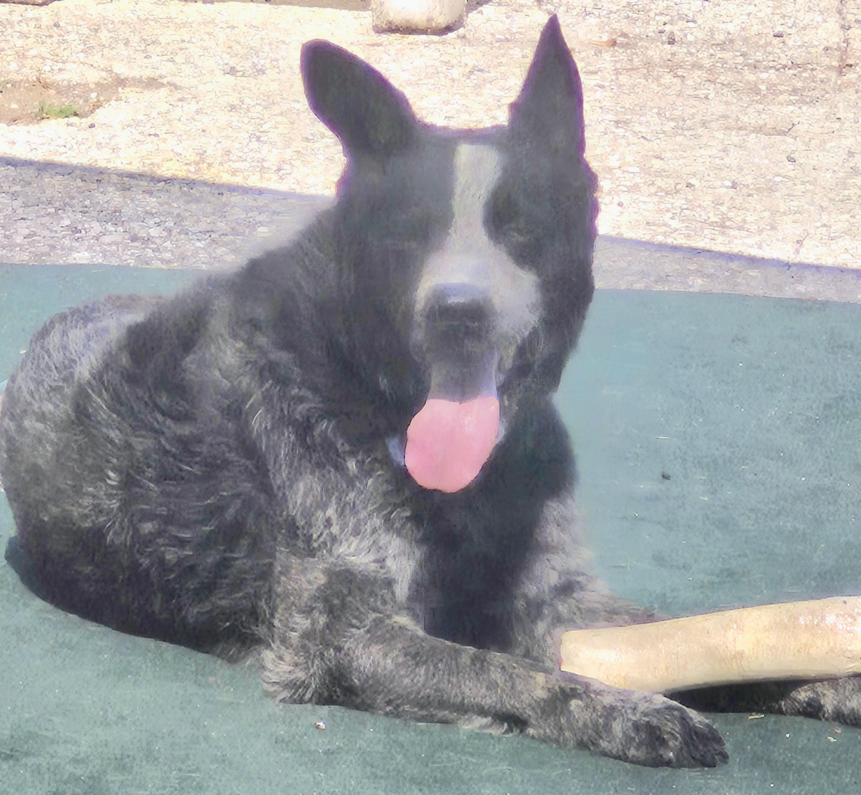 Enlarge Maverick, a Adopted Australian Cattle Dog / Blue Heeler in Winchester, IL image 4/4