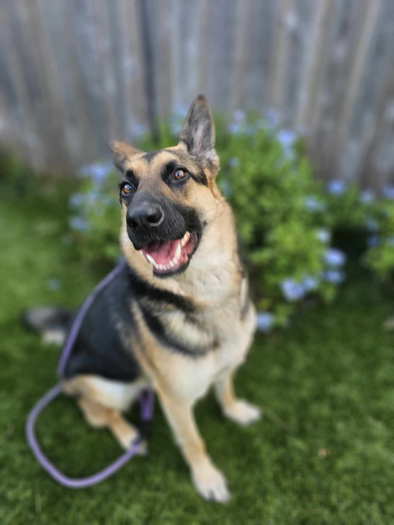 Dog for adoption Blaze, a German Shepherd Dog in Rocky Hill , CT