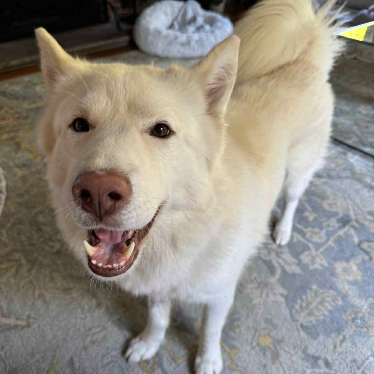 Nova, Adoptable, Adult Male Siberian Husky.