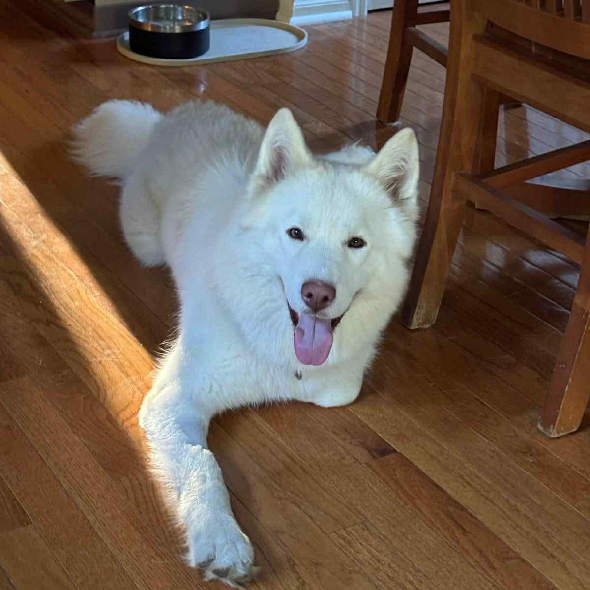 Nova, a Adoptable Siberian Husky in Warren, NJ image 2/5