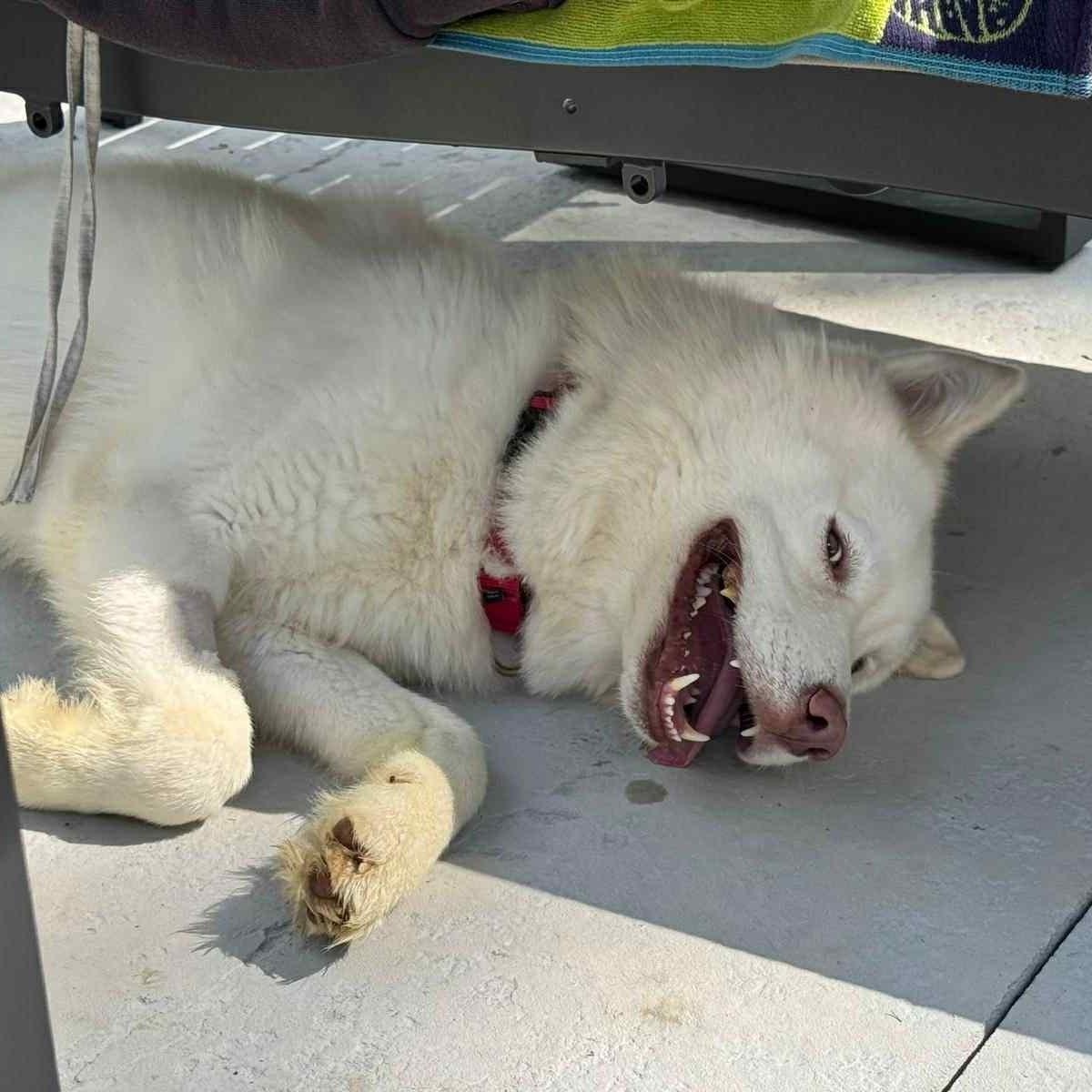 Nova, a Adoptable Siberian Husky in Warren, NJ image 3/5