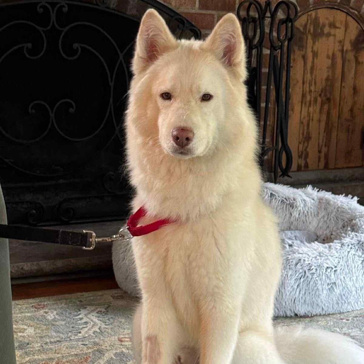 Nova, a Adoptable Siberian Husky in Warren, NJ image 4/5