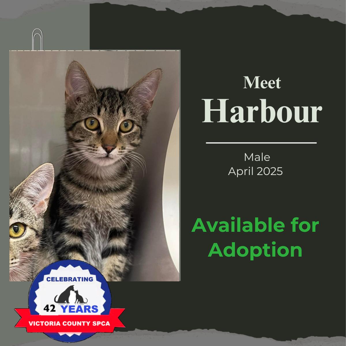 Harbour, ADOPTABLE, Young Male Domestic Short Hair.