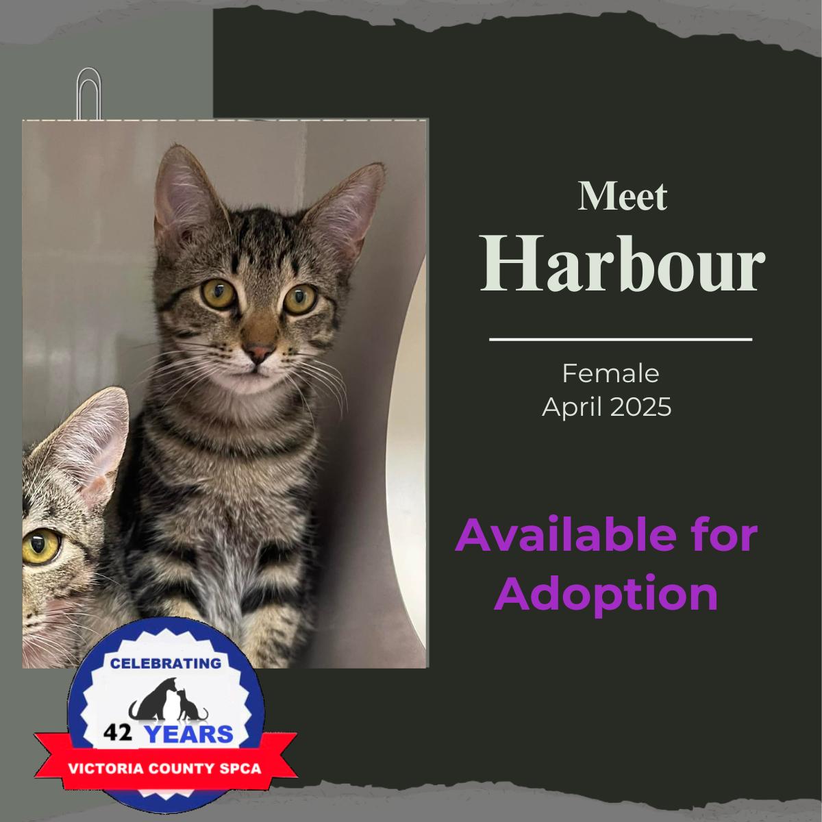Enlarge Harbour, a ADOPTABLE Domestic Short Hair in Arthurette, NB image 1/1
