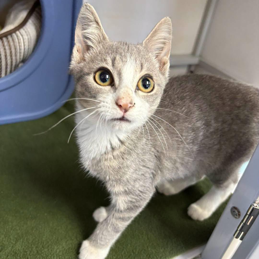 Quibbler, Adoptable, Kitten Male Domestic Short Hair.