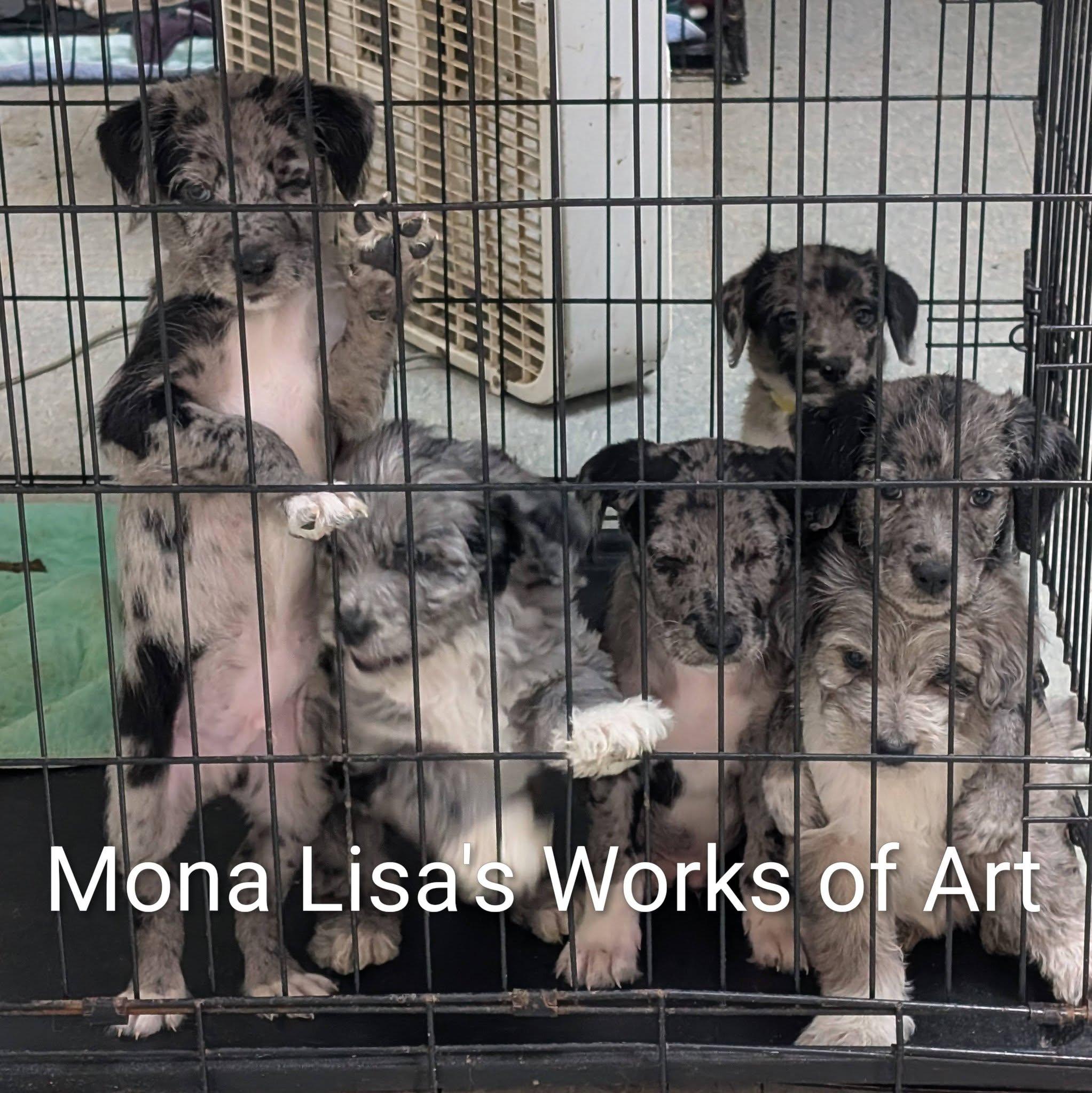 Enlarge Andi Warhol - Works of Art Litter, a ADOPTABLE Catahoula Leopard Dog in Amelia, OH image 6/6