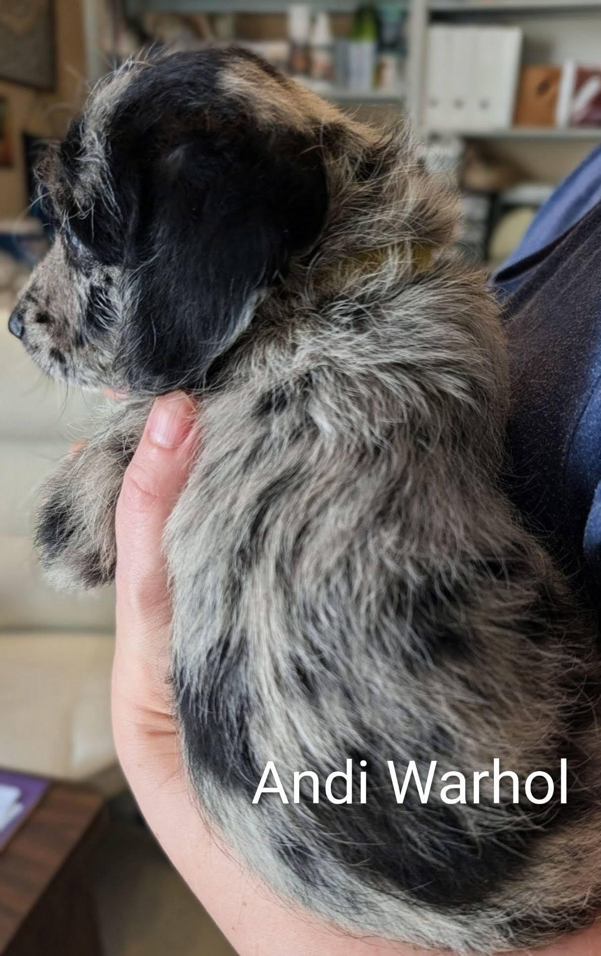 Enlarge Andi Warhol - Works of Art Litter, a ADOPTABLE Catahoula Leopard Dog in Amelia, OH image 5/6