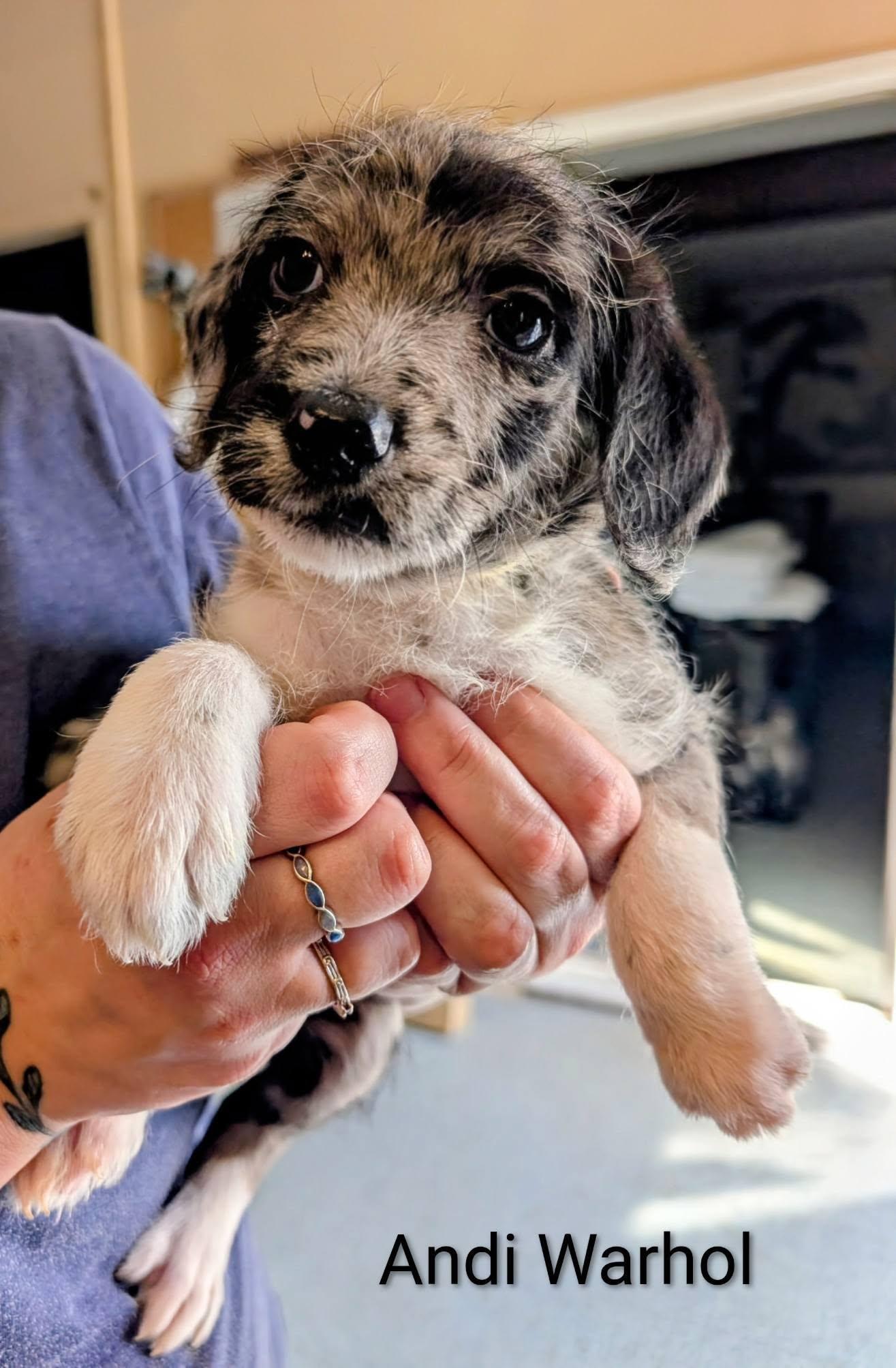 Enlarge Andi Warhol - Works of Art Litter, a ADOPTABLE Catahoula Leopard Dog in Amelia, OH image 2/6