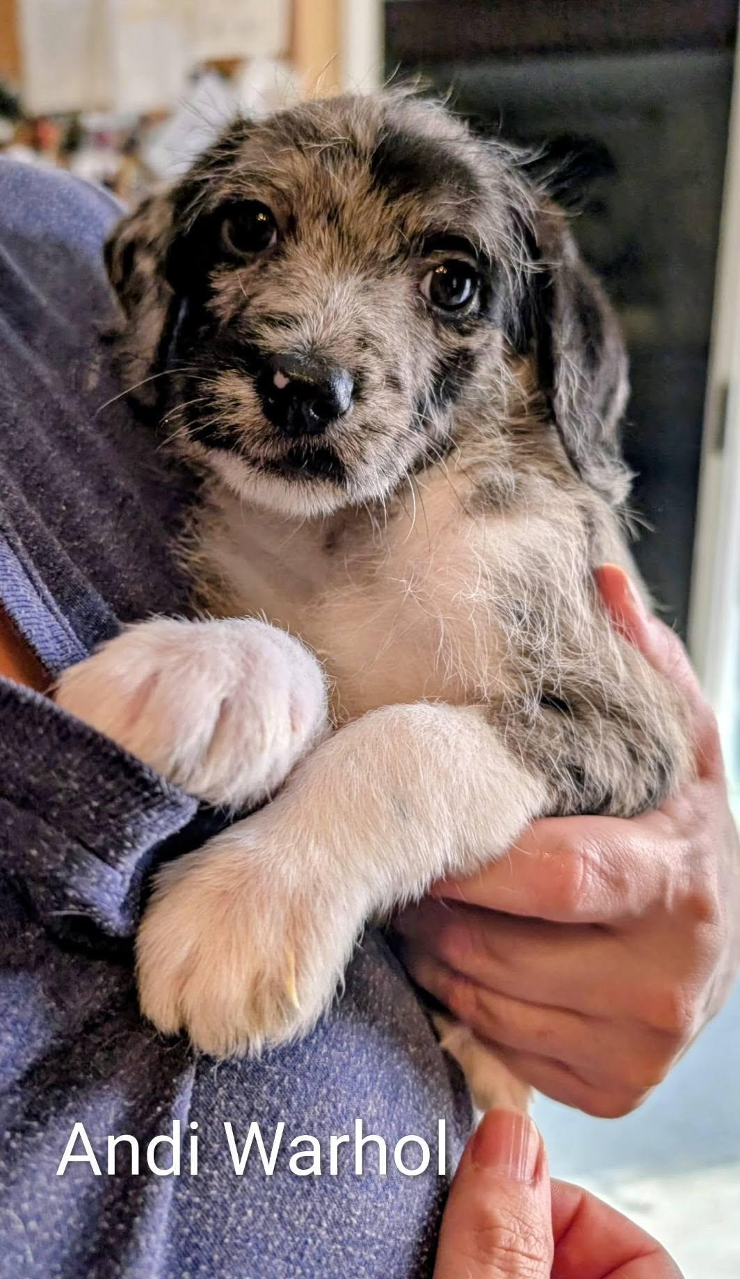 Enlarge Andi Warhol - Works of Art Litter, a ADOPTABLE Catahoula Leopard Dog in Amelia, OH image 3/6