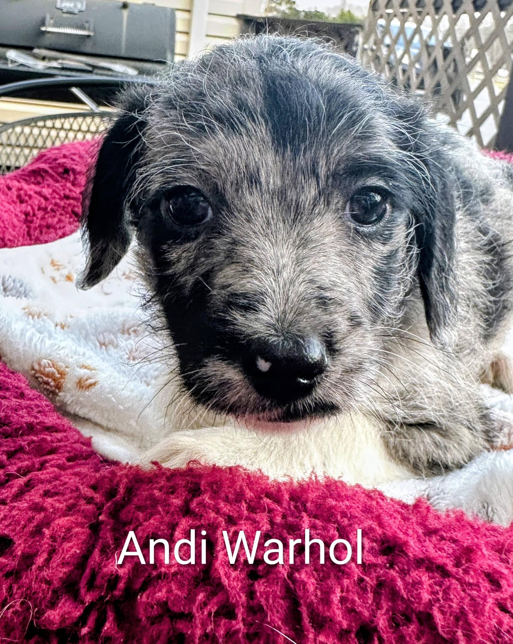 Enlarge Andi Warhol - Works of Art Litter, a ADOPTABLE Catahoula Leopard Dog in Amelia, OH image 4/6