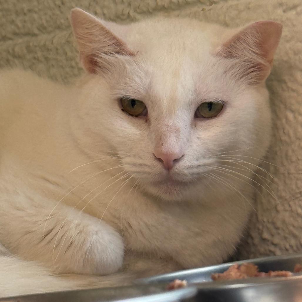 Snow Houston, Adoptable, Adult Male Domestic Short Hair.