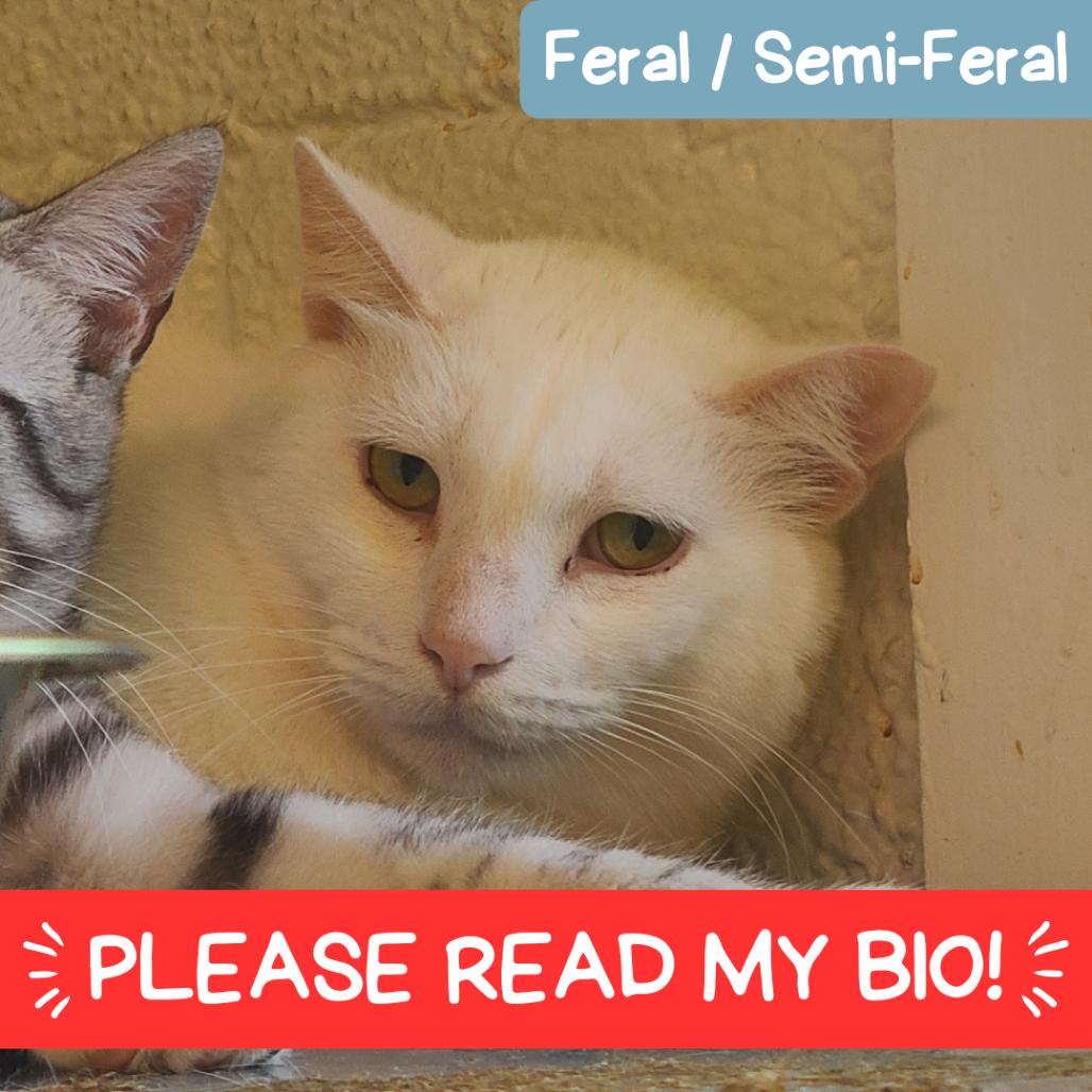 Enlarge Snow Houston, a Adoptable Domestic Short Hair in Denver, CO image 2/6