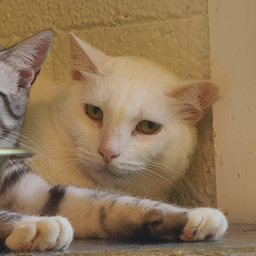 Enlarge Snow Houston, a Adoptable Domestic Short Hair in Denver, CO image 3/6