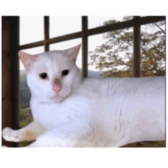 Enlarge Snow Houston, a Adoptable Domestic Short Hair in Denver, CO image 4/6