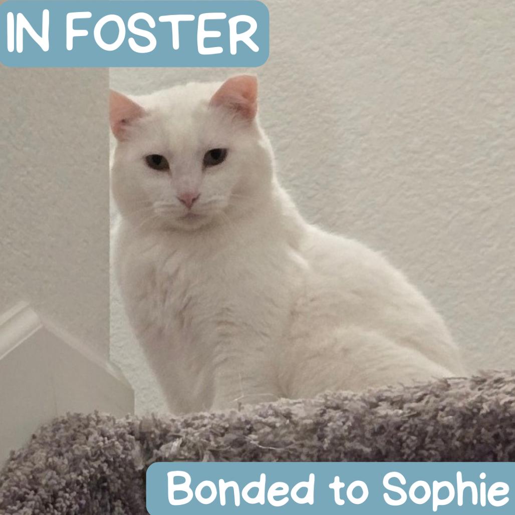 Enlarge Snow Houston, a Adoptable Domestic Short Hair in Denver, CO image 5/6