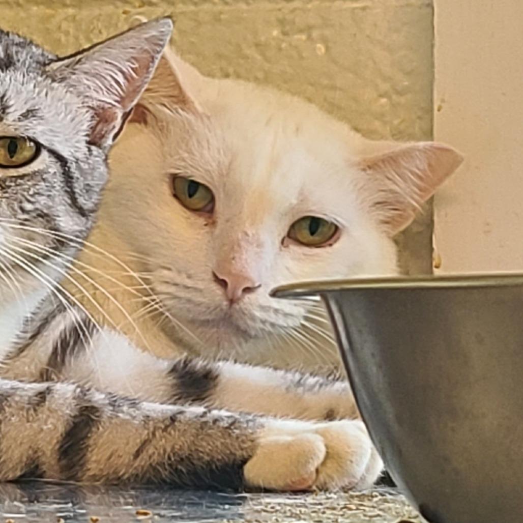 Enlarge Snow Houston, a Adoptable Domestic Short Hair in Denver, CO image 6/6