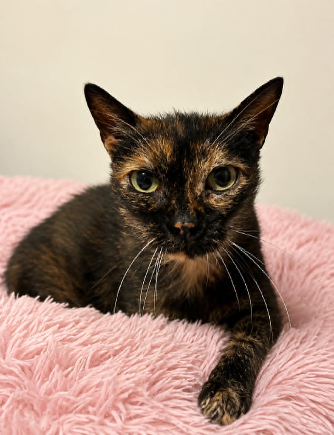 Jade, adopted, Senior Female Domestic Short Hair.