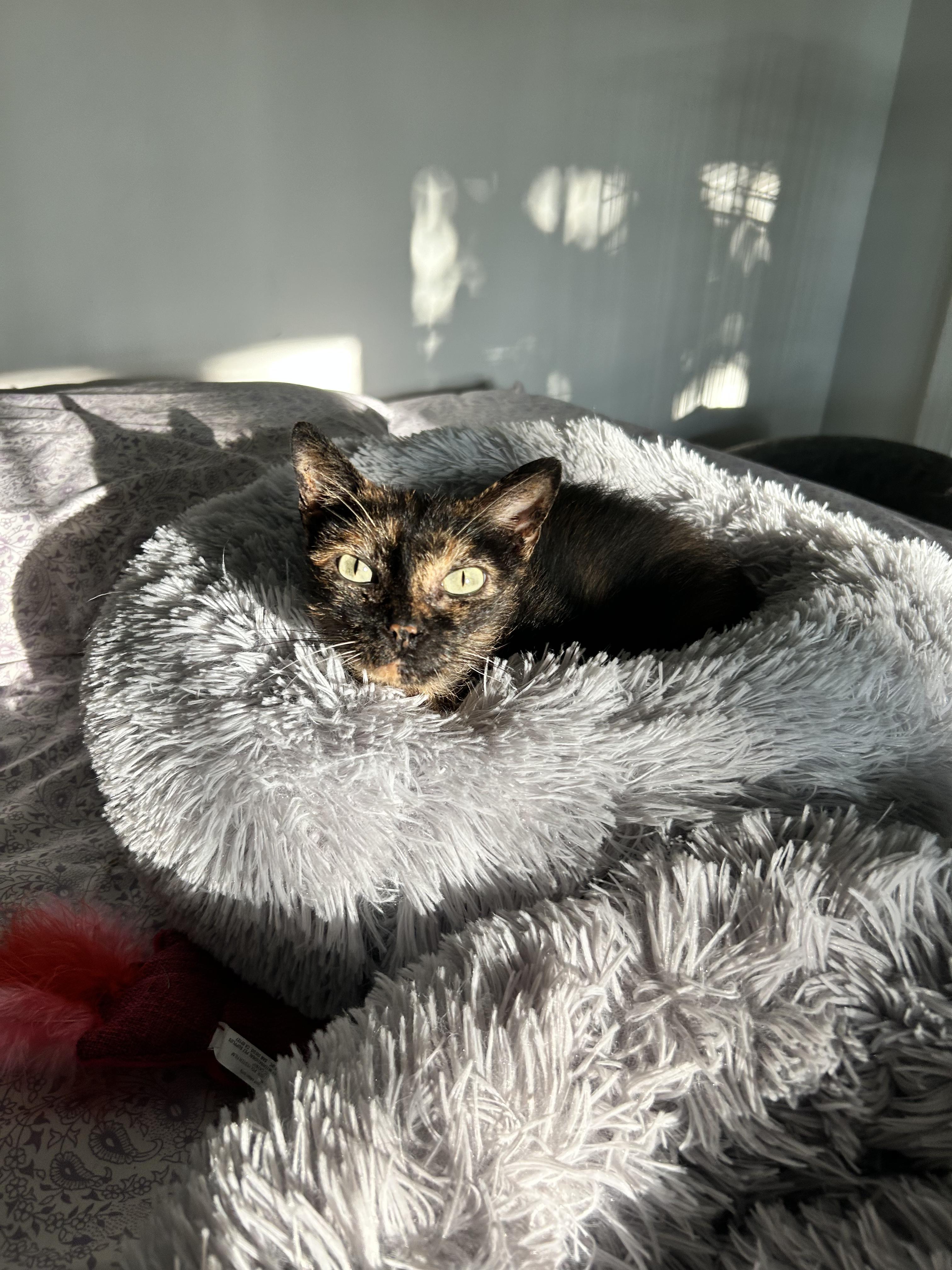 Jade, an adopted Domestic Short Hair in Sanford, NC image 5/5