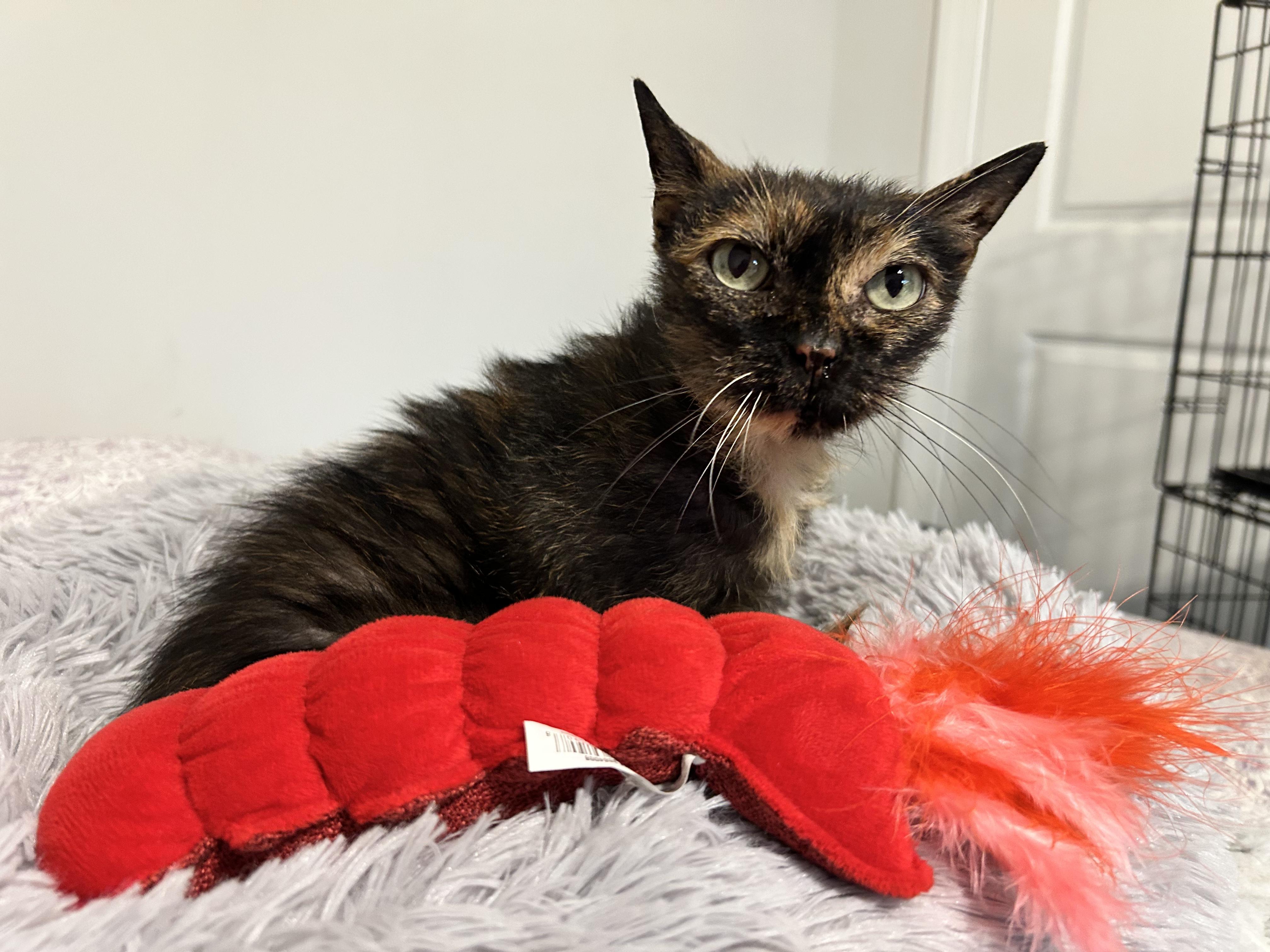 Jade, an adopted Domestic Short Hair in Sanford, NC image 3/5