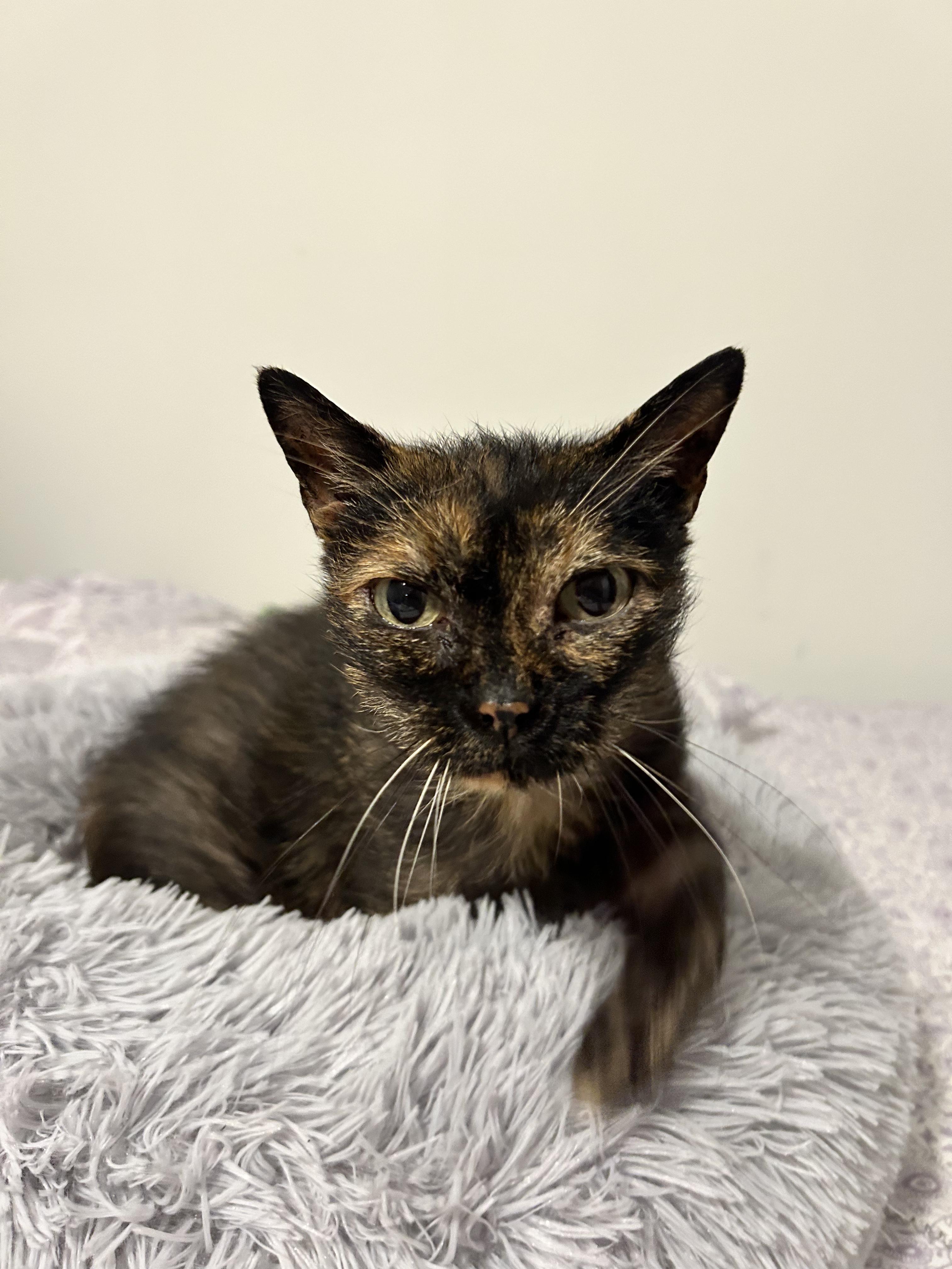 Jade, an adopted Domestic Short Hair in Sanford, NC image 4/5