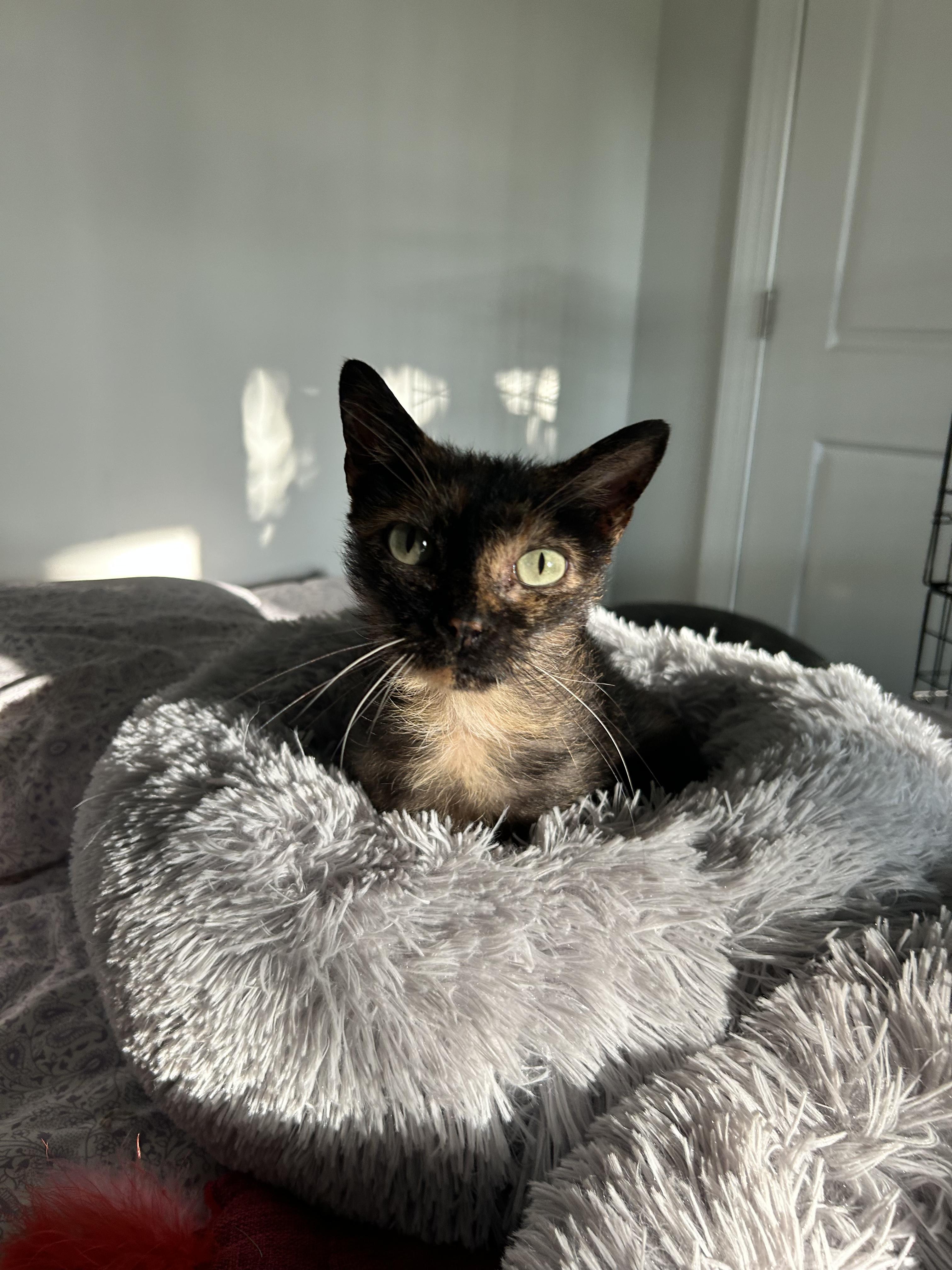 Jade, an adopted Domestic Short Hair in Sanford, NC image 2/5