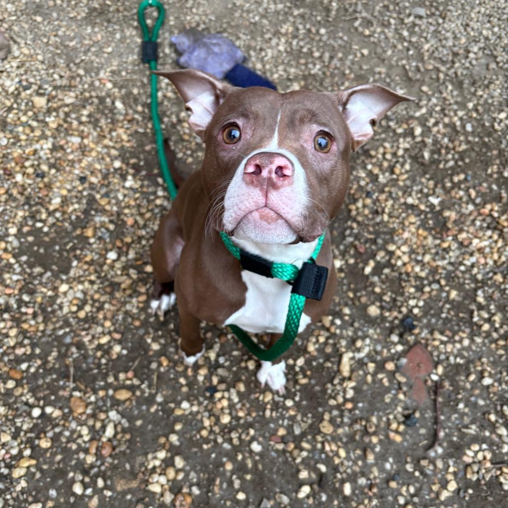 Enlarge Mabeline, a Adoptable mixed breed in West Chester, PA image 2/6