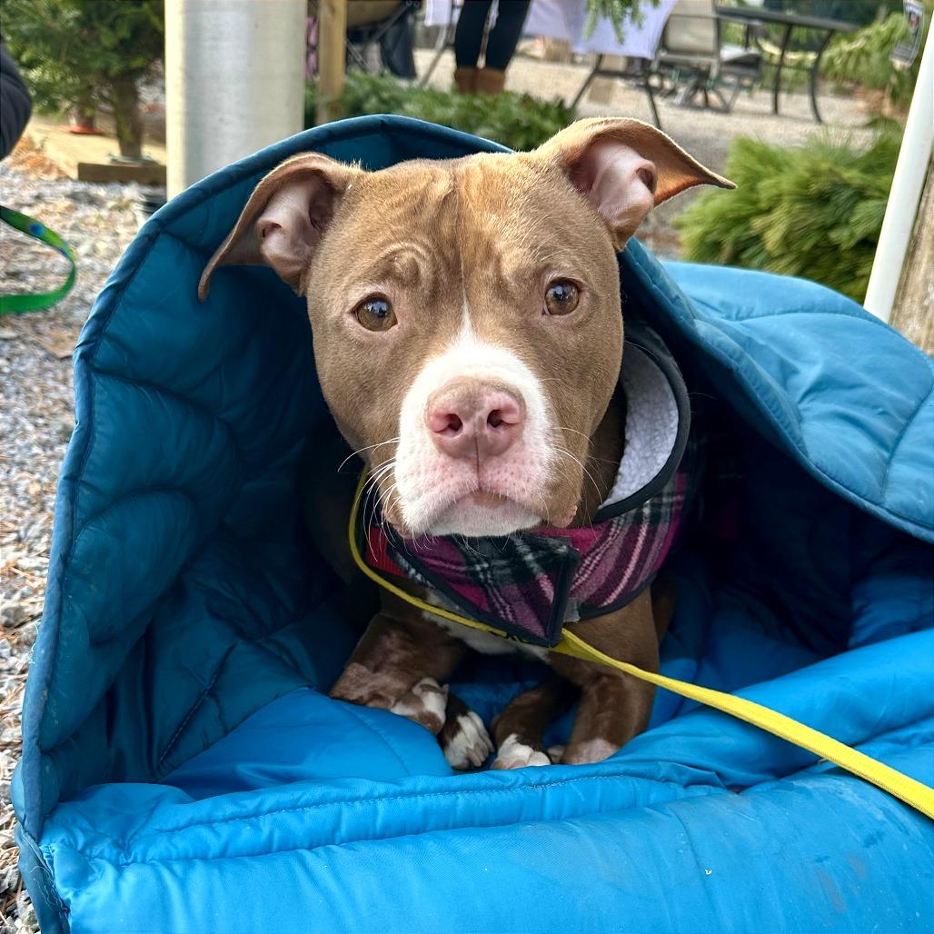 Enlarge Mabeline, a Adoptable mixed breed in West Chester, PA image 3/6