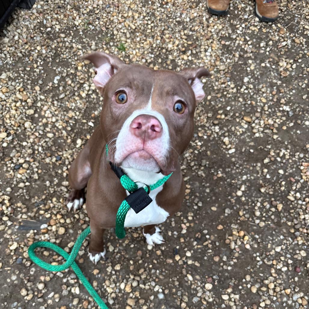 Enlarge Mabeline, a Adoptable mixed breed in West Chester, PA image 6/6