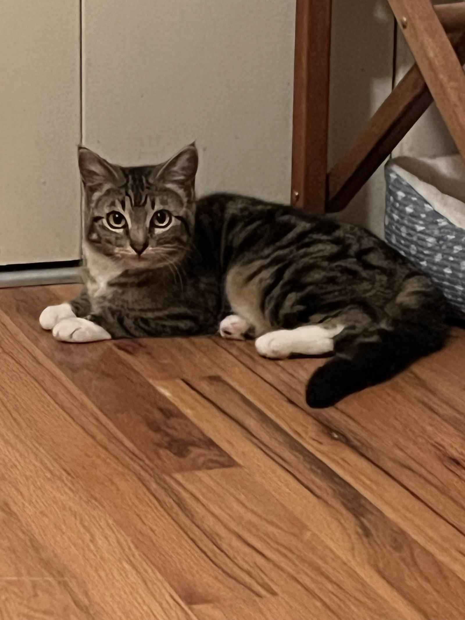 Enlarge Tamale, a Adoptable Domestic Short Hair in Aurora, CO image 1/3