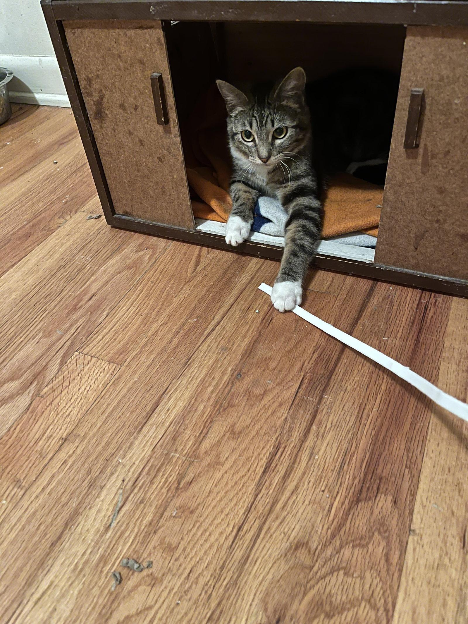 Enlarge Tamale, a Adoptable Domestic Short Hair in Aurora, CO image 2/3