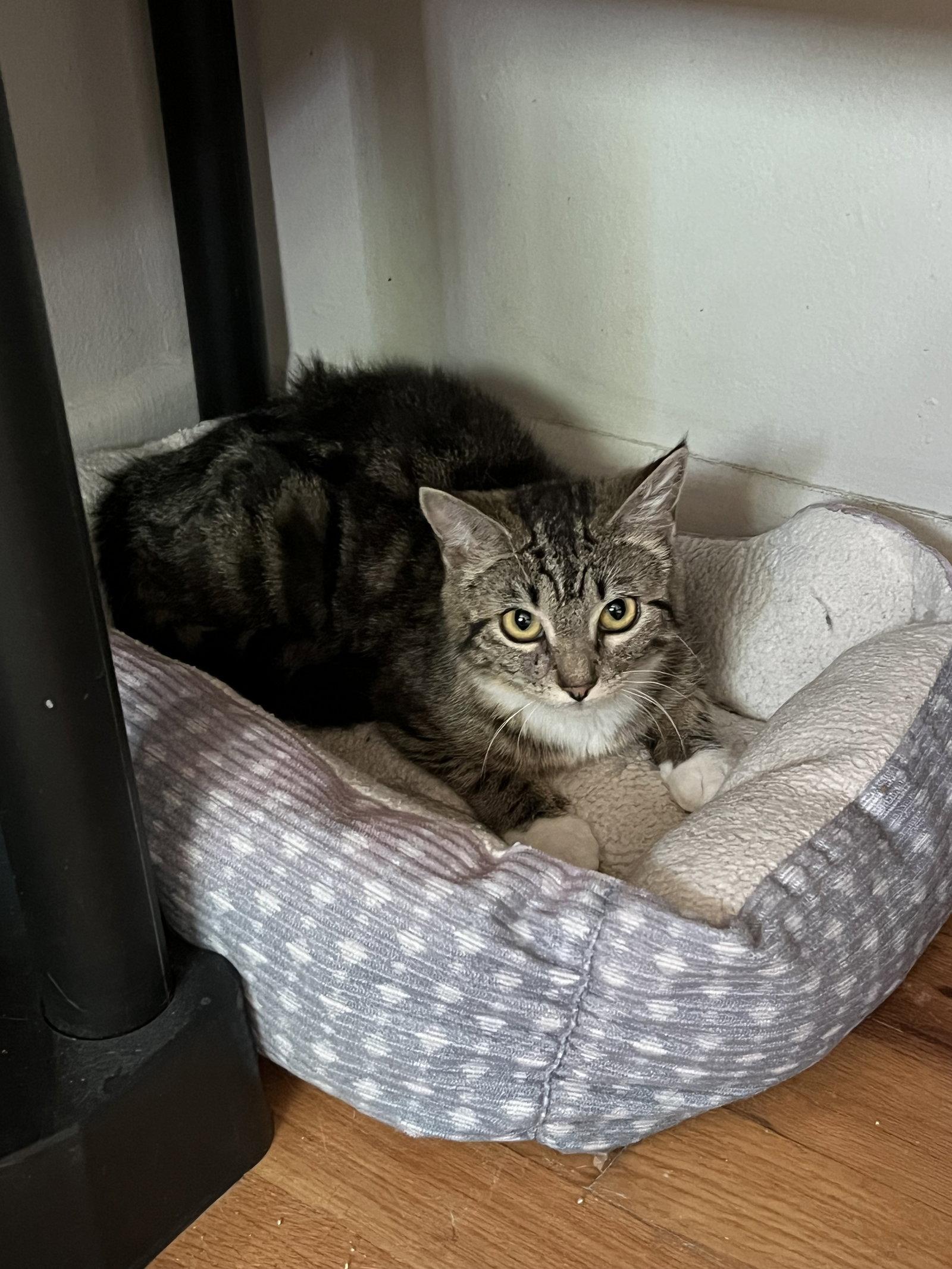 Enlarge Tamale, a Adoptable Domestic Short Hair in Aurora, CO image 3/3