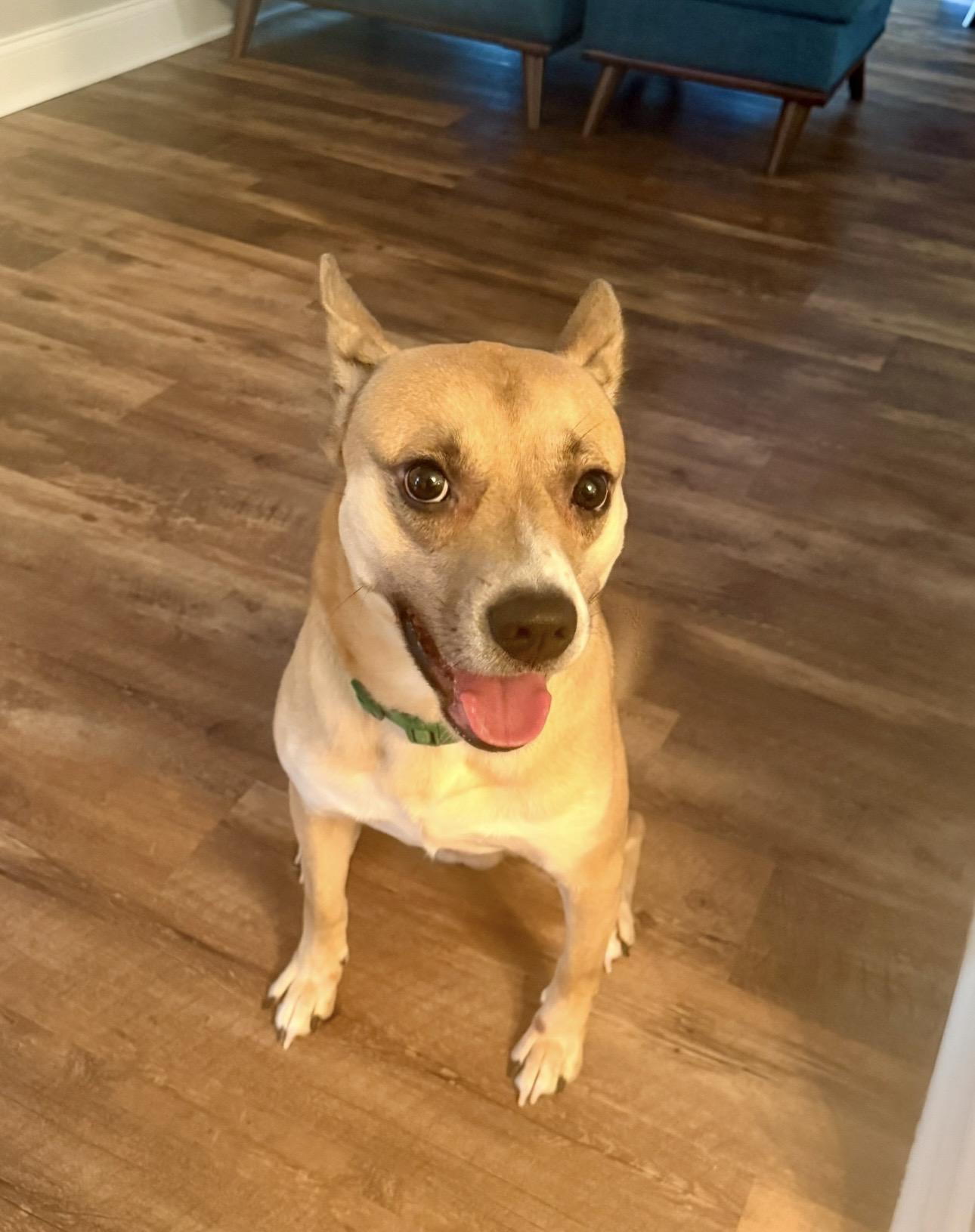 Bean, an adopted mixed breed in Walker, LA image 2/4