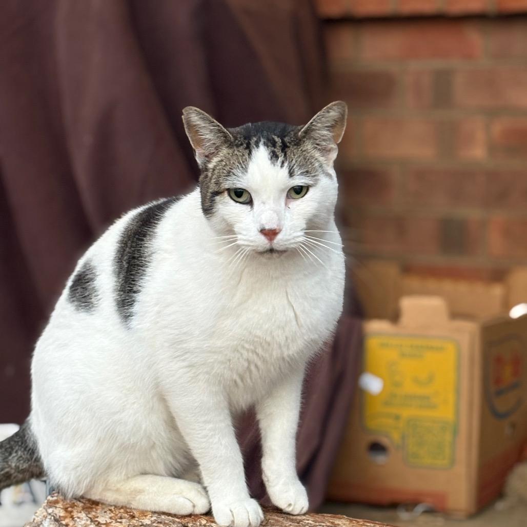 Enlarge Snow Paw - Barn/Working Cat, a Adoptable Domestic Short Hair in ATOKA, TN image 1/4