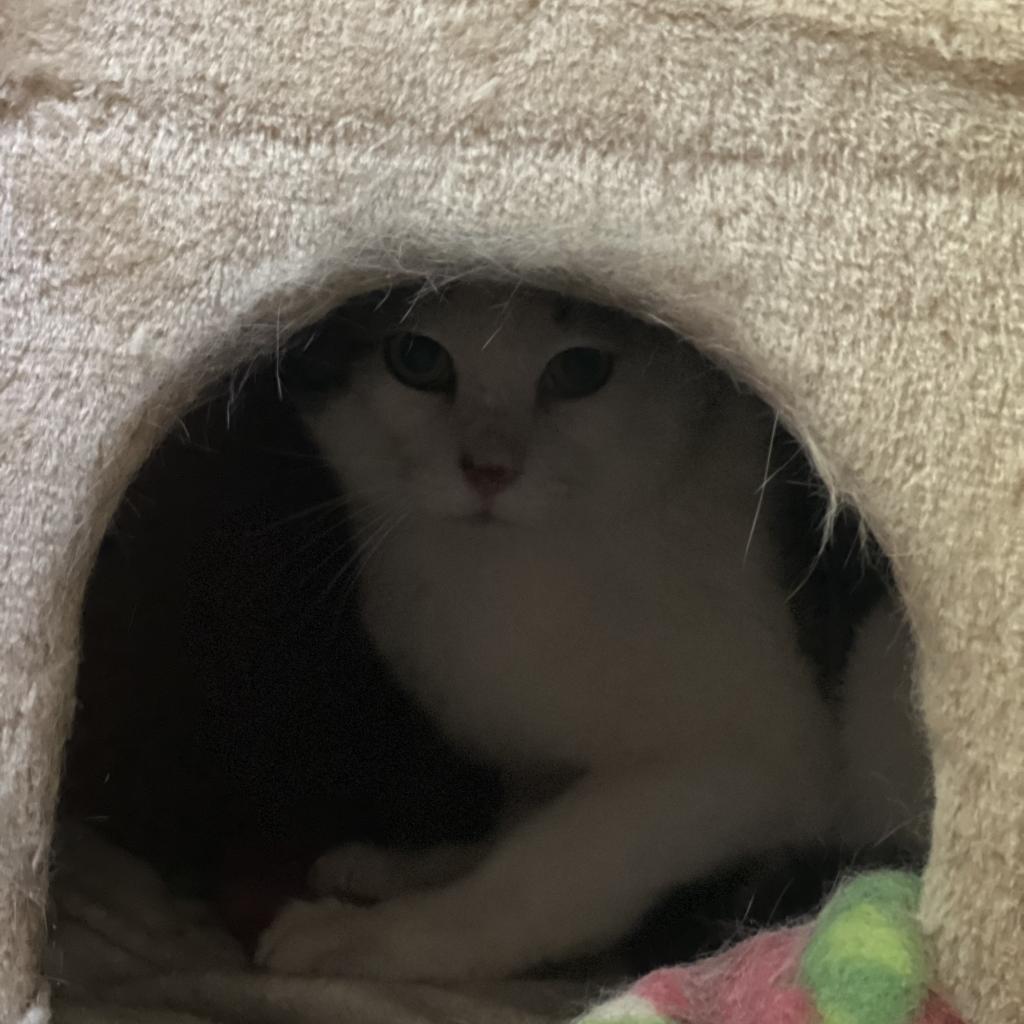 Enlarge Snow Paw - Barn/Working Cat, a Adoptable Domestic Short Hair in ATOKA, TN image 2/2