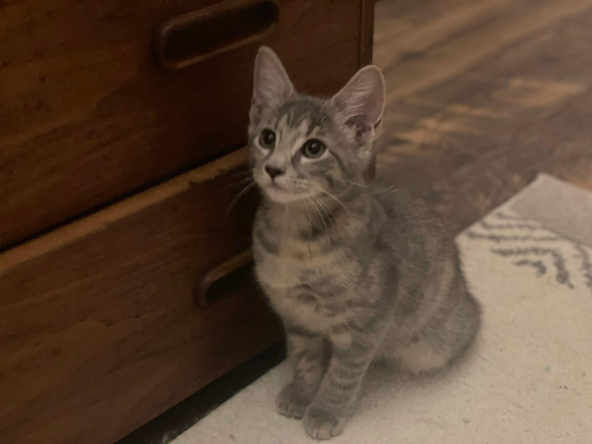 Skye (kitten)
